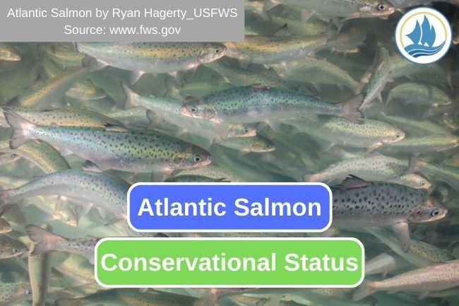 Atlantic Salmon Conservational Status
